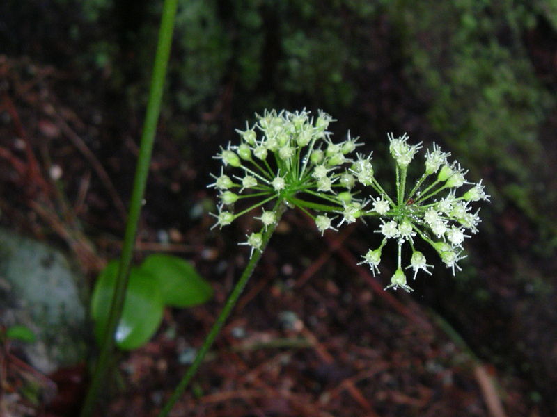 Aralia nudicaulis